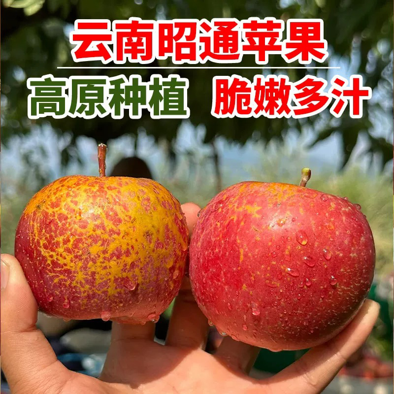 现摘云南正宗红富士苹果昭通冰糖心丑苹果新鲜应季脆甜水果直发