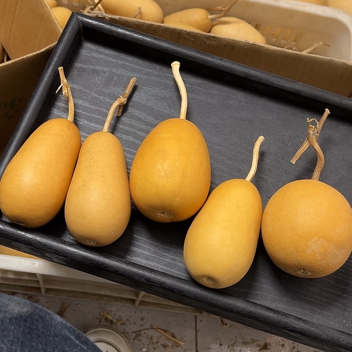 苹果冬瓜漂亮瑕疵厚皮