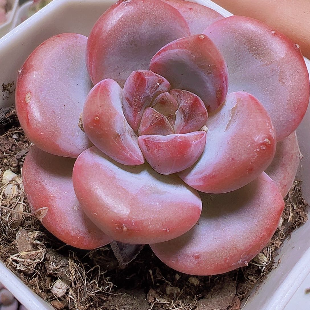 漫漫雪19包邮多肉植物