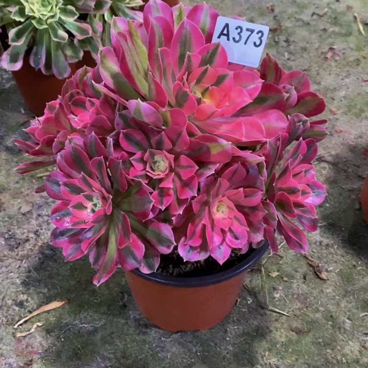 女巫多肉植物373