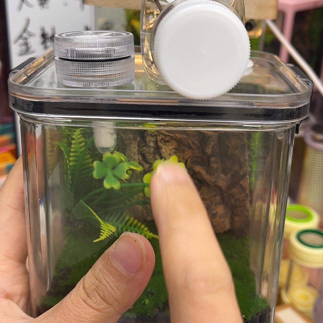 生态箱送蛙坊哈哈哈