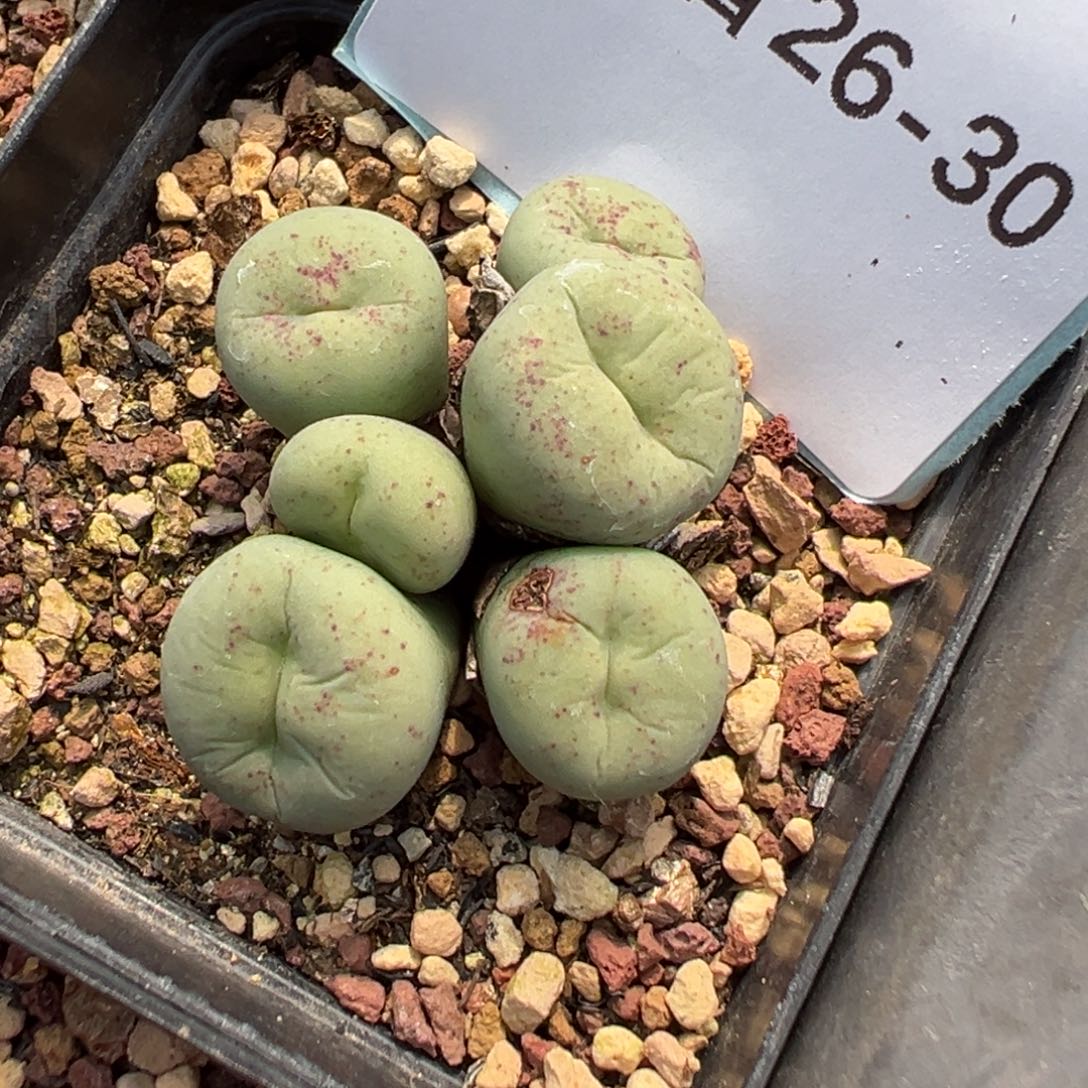 26-30肉锥多肉植物，