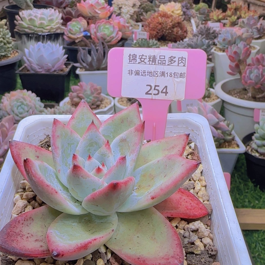 锦安精品多肉植物259