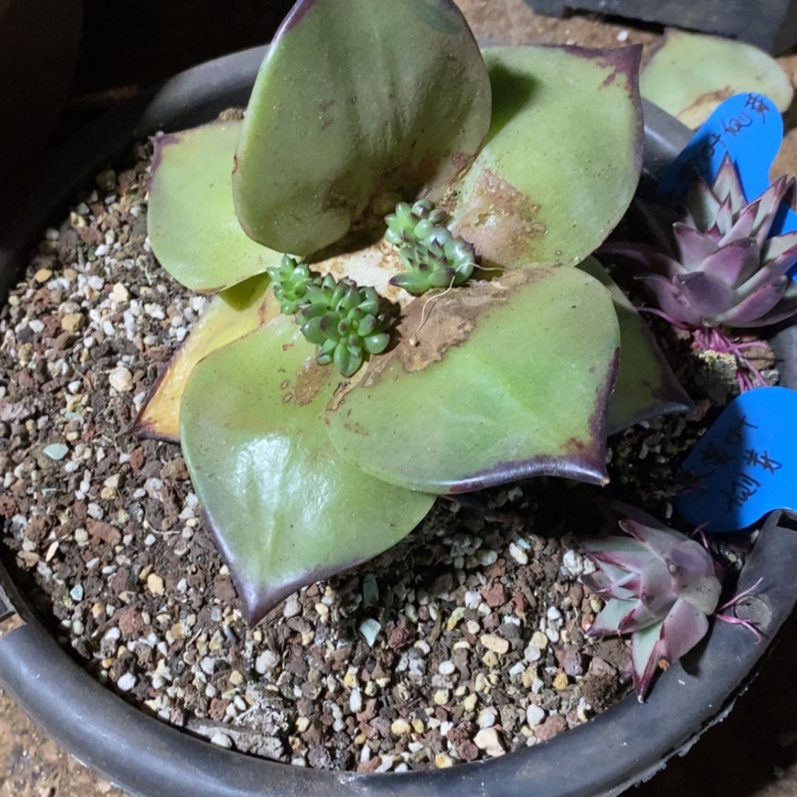 【闪购商品】爱****龙202-07