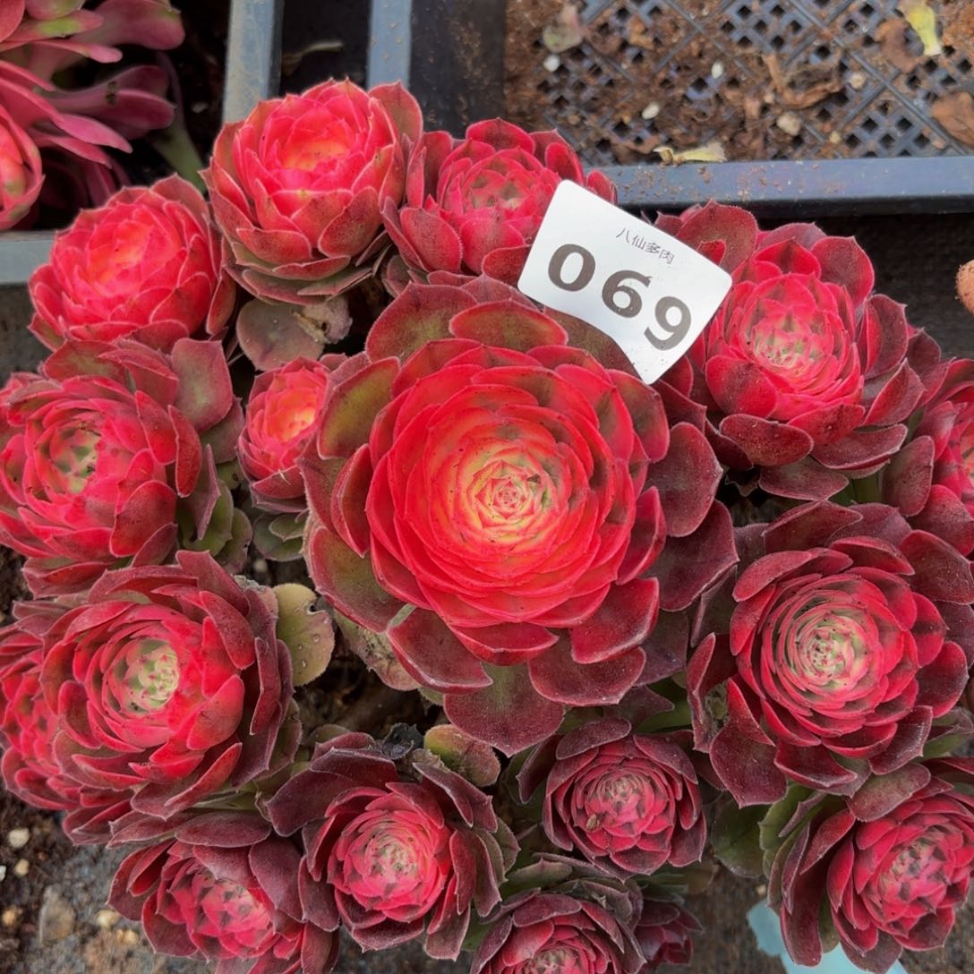 069多肉植物荔枝