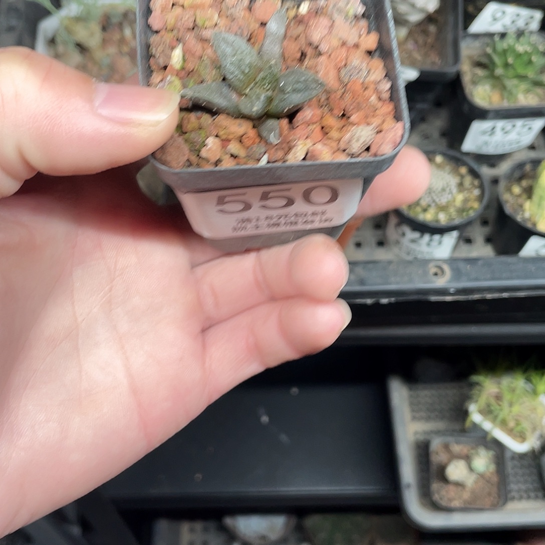 550牡丹杂（满18包邮）