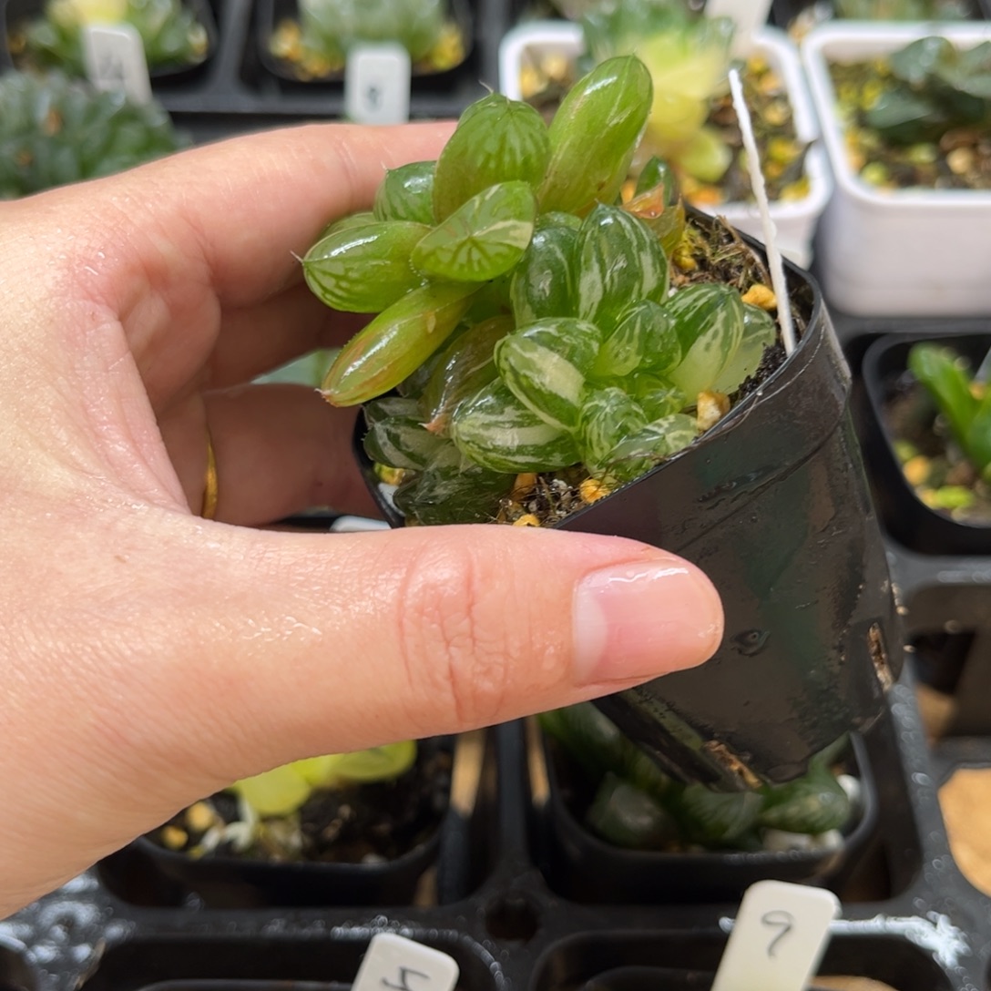 14塑料皮玉露锦一物一拍
