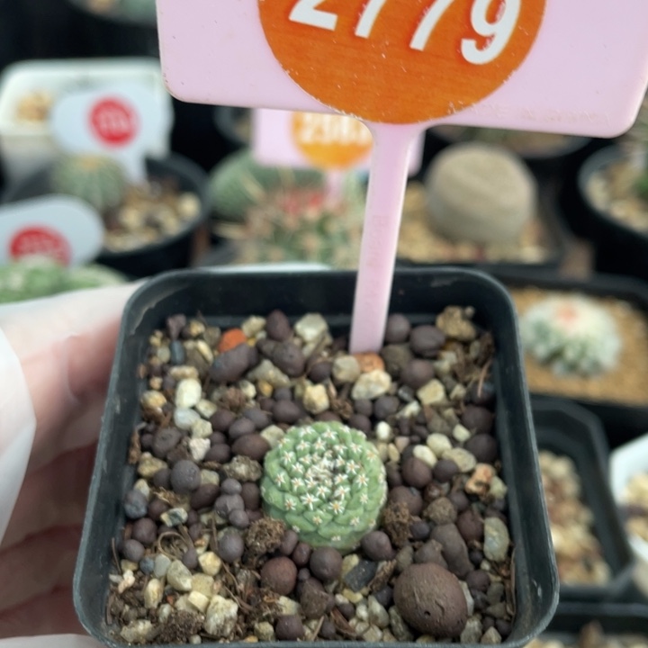 实生菊水2779000000