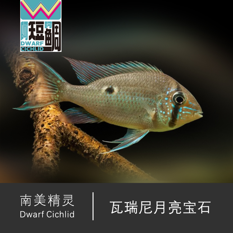 月亮宝石 野生瓦瑞尼月亮宝石 观赏鱼