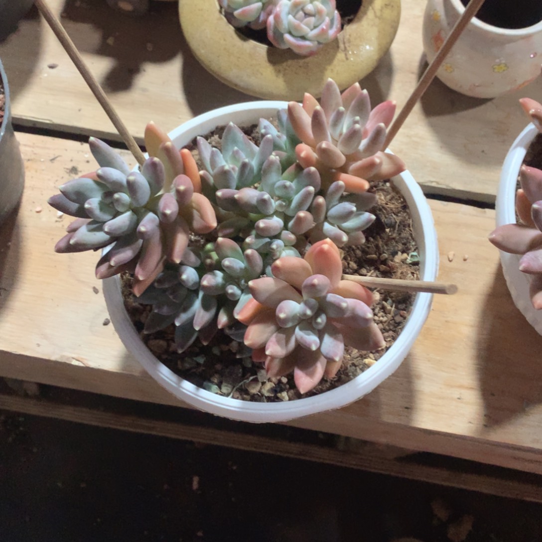 多肉植物多肉植物松果