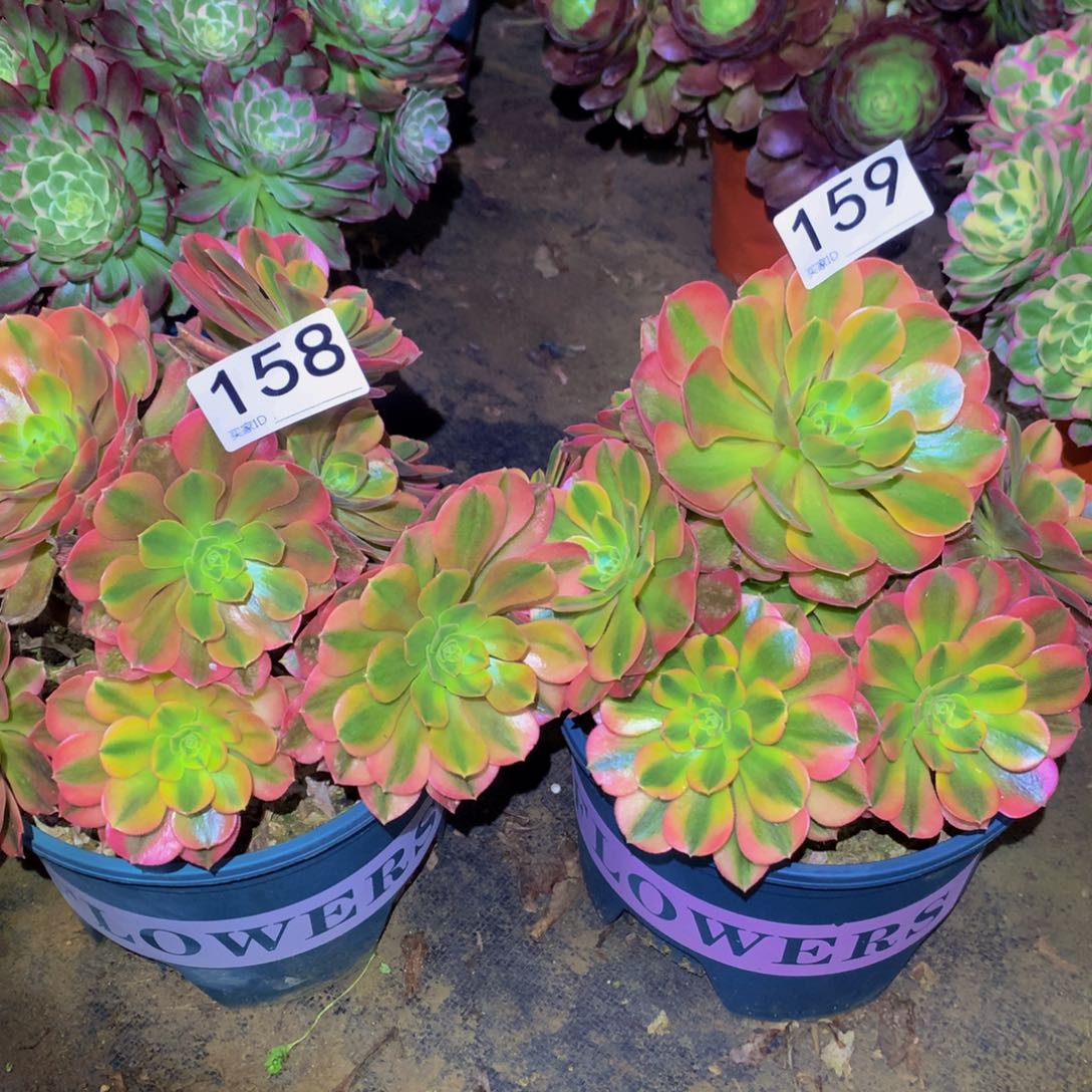 法师多肉植物159.158