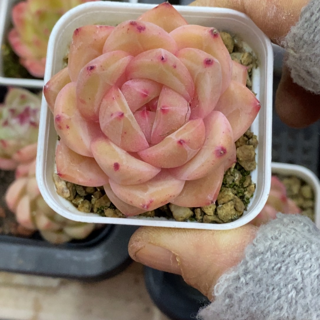 精品多肉一物一拍不包整349