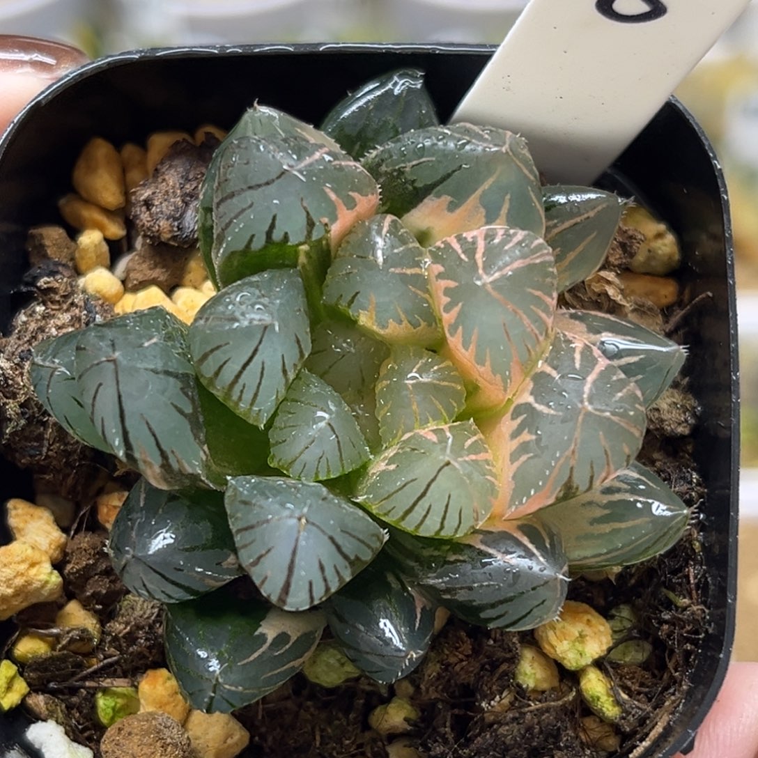 8半糊斑龙爪玉露锦福利专场