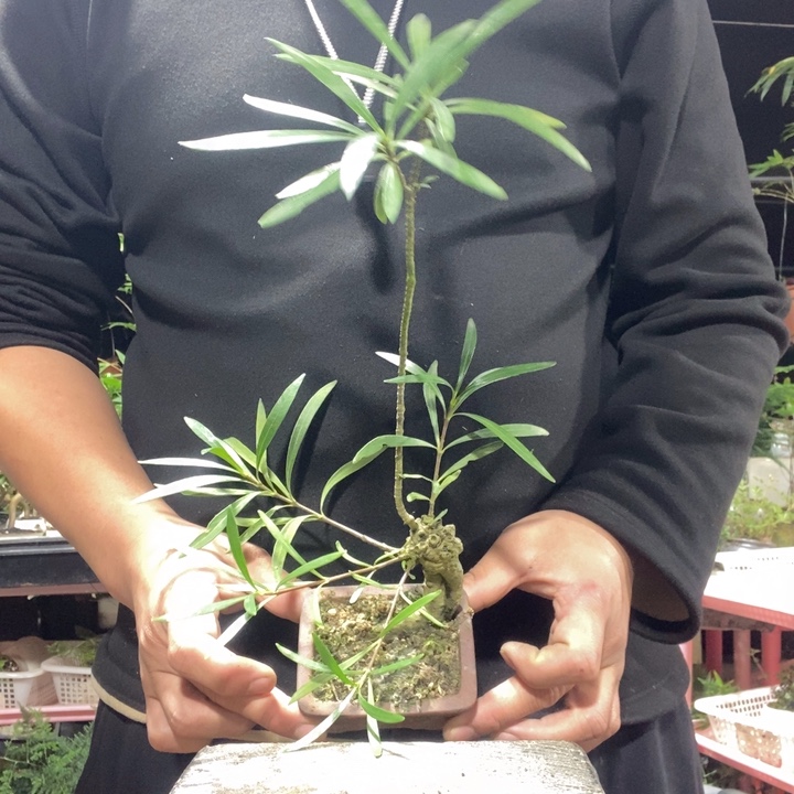 高***姥以实际为准盆景绿植盆栽71