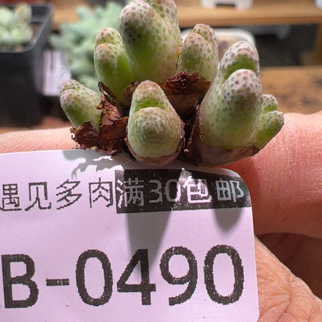多肉植物111111111111