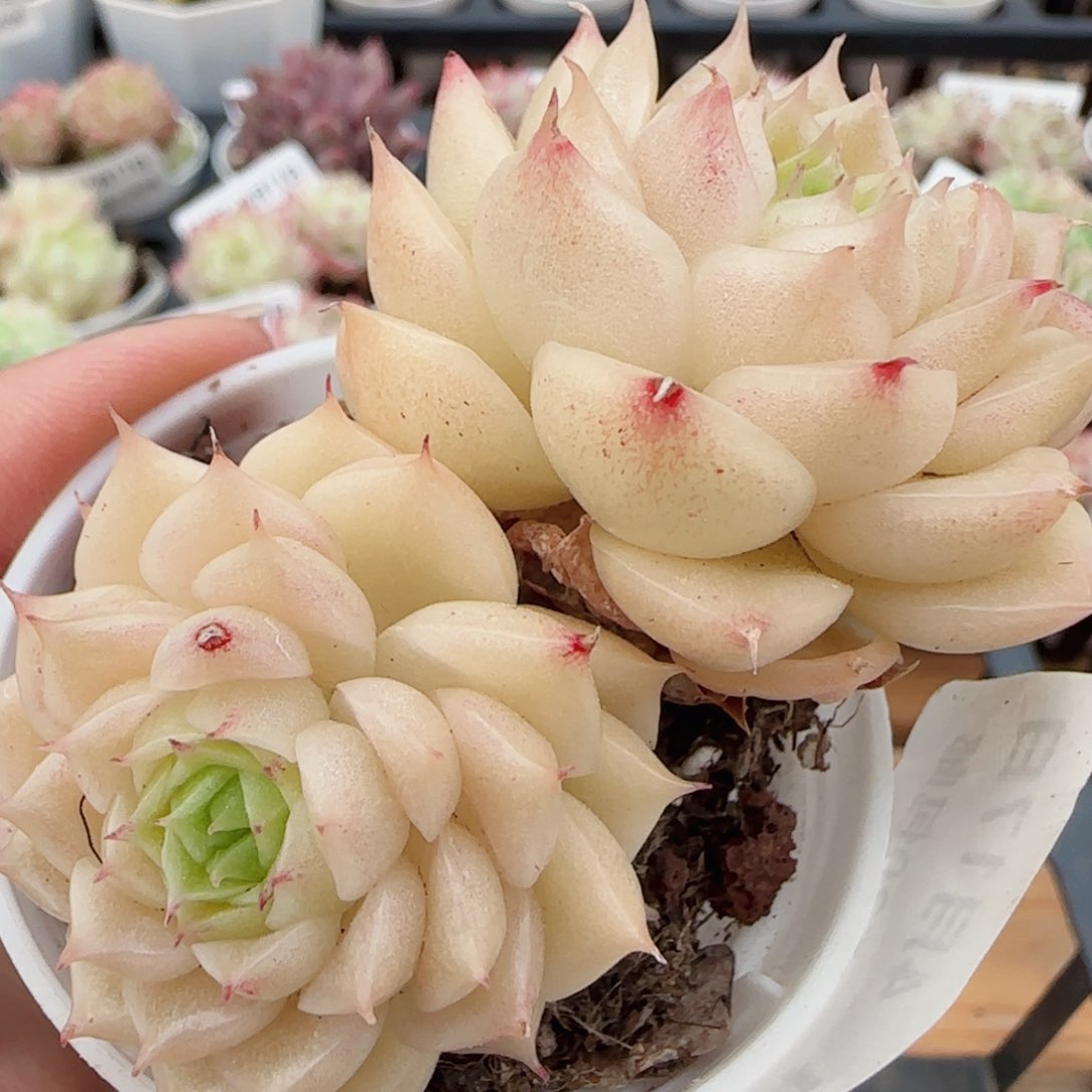 花语逸镜0417-294散