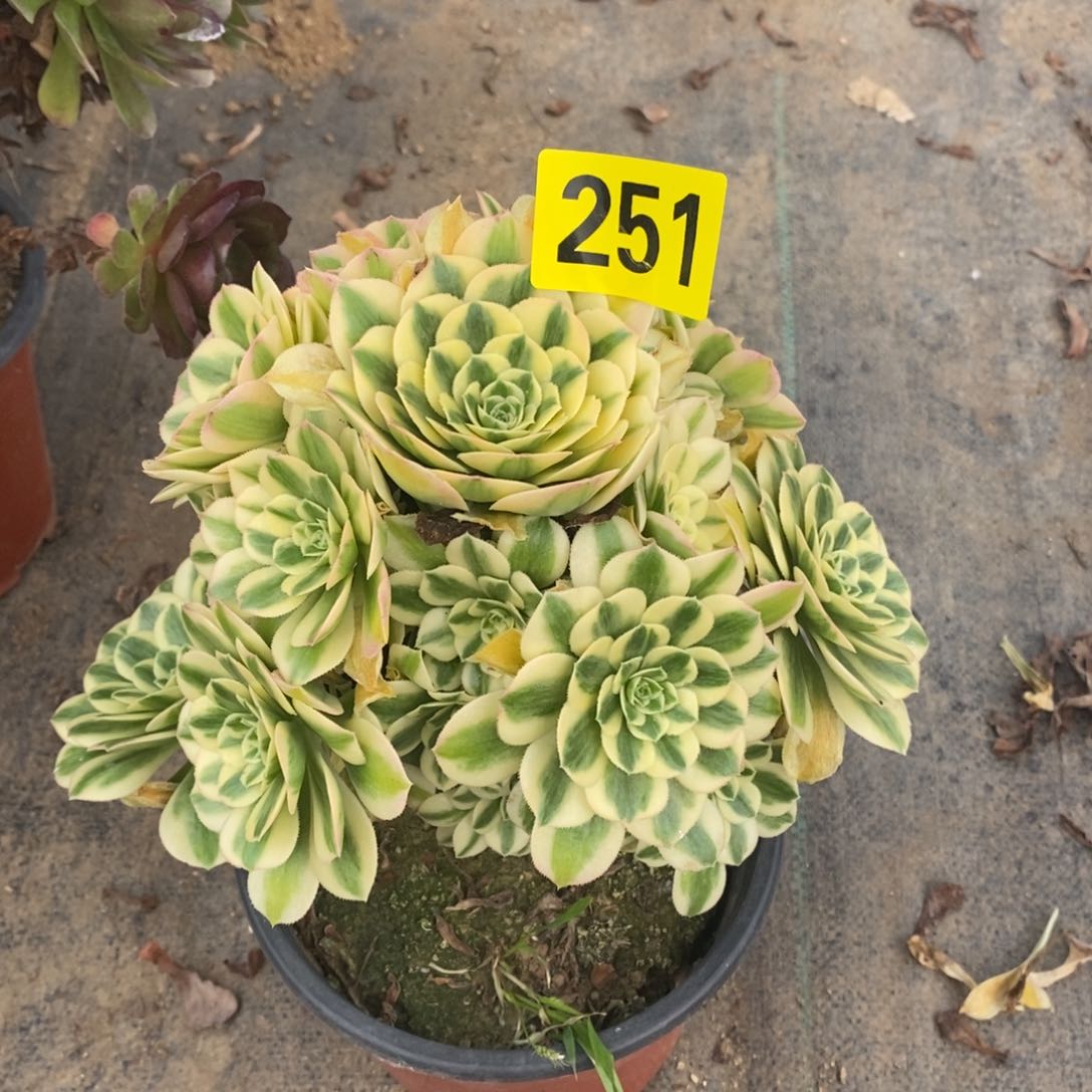 迈巴赫多肉法师251