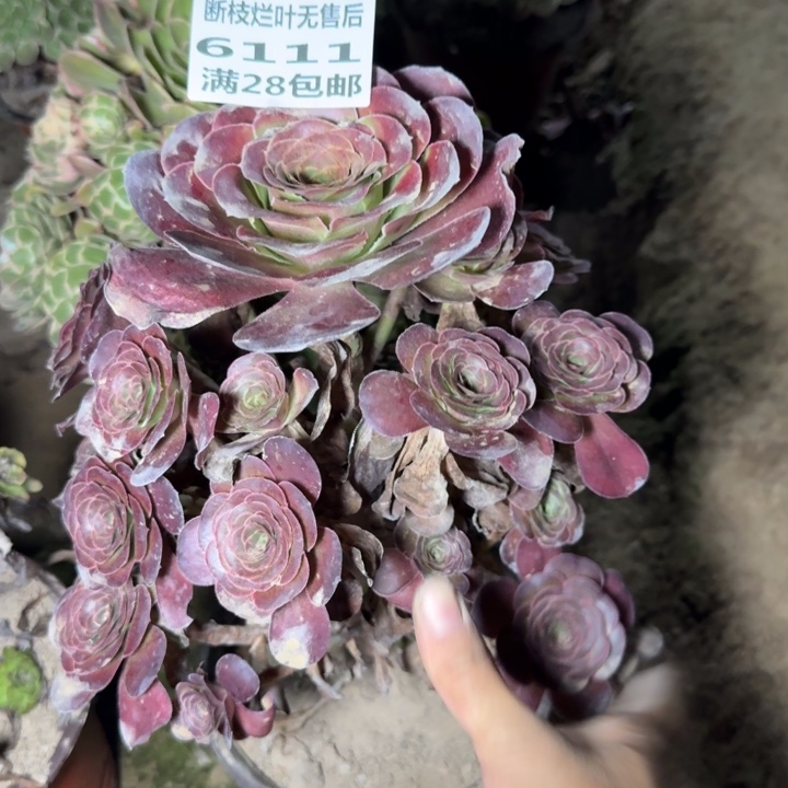6111二号棚魅金玫瑰A