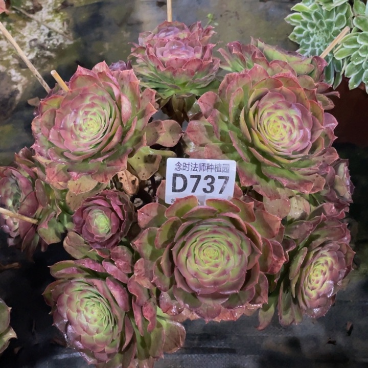 737万圣节111111多肉