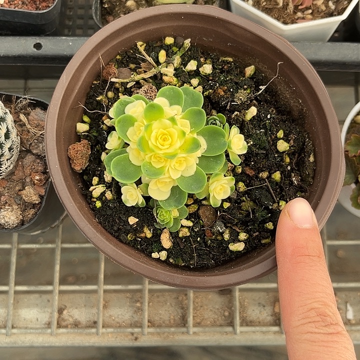 我也不知道我为什么要这样