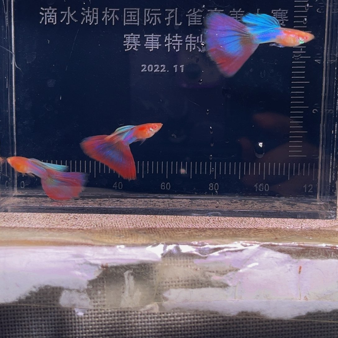 孔雀鱼天使种鱼，三对500