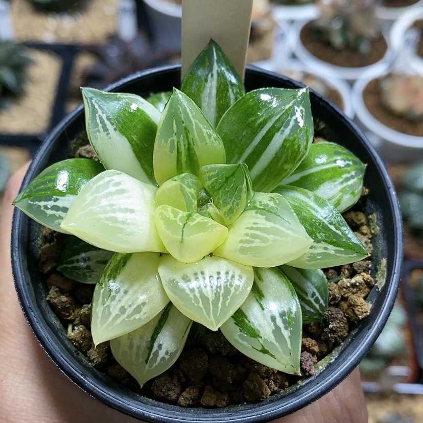 【闪购商品】60莫迪卡杂交