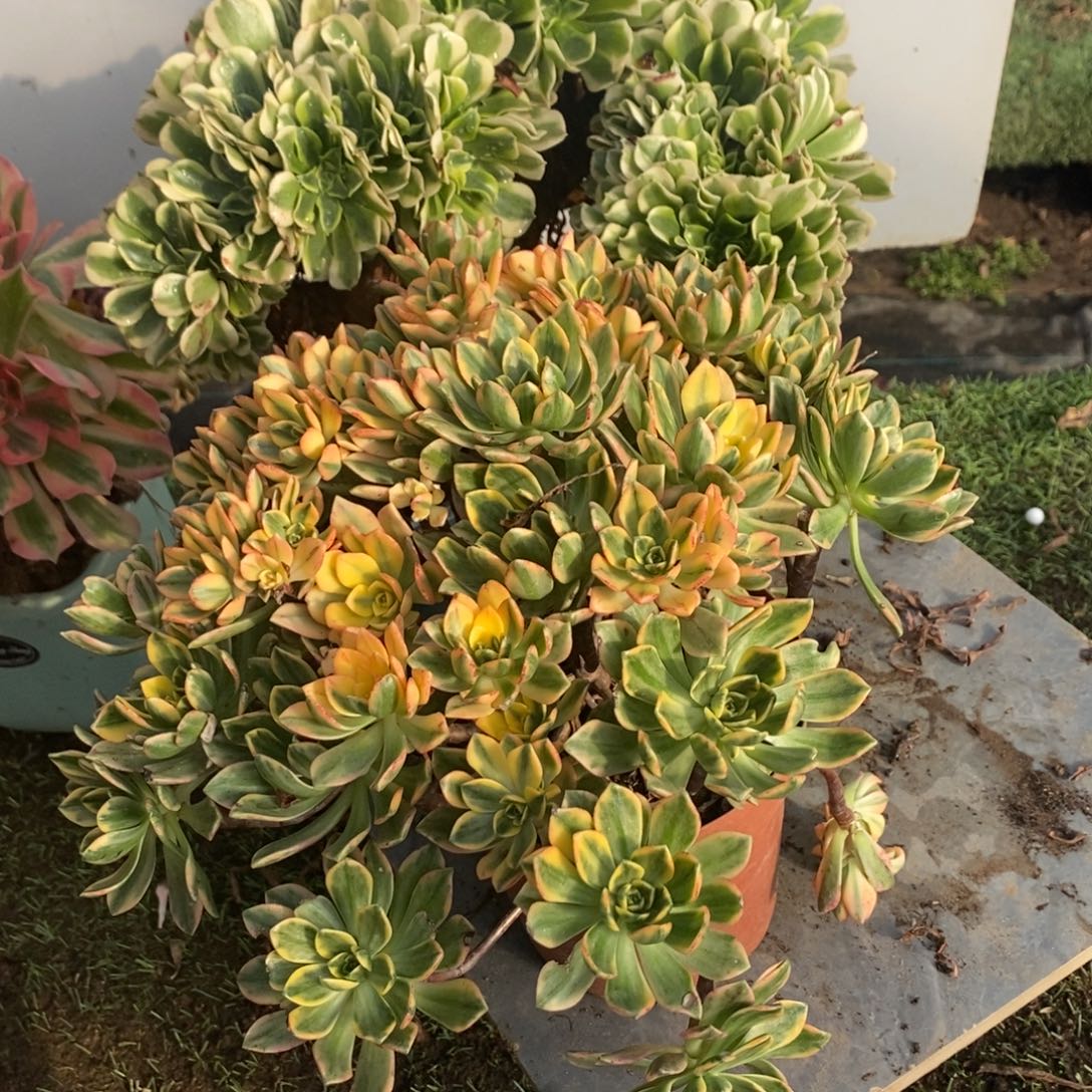 不开花植物绿豆沙➕甜茶1颗多肉