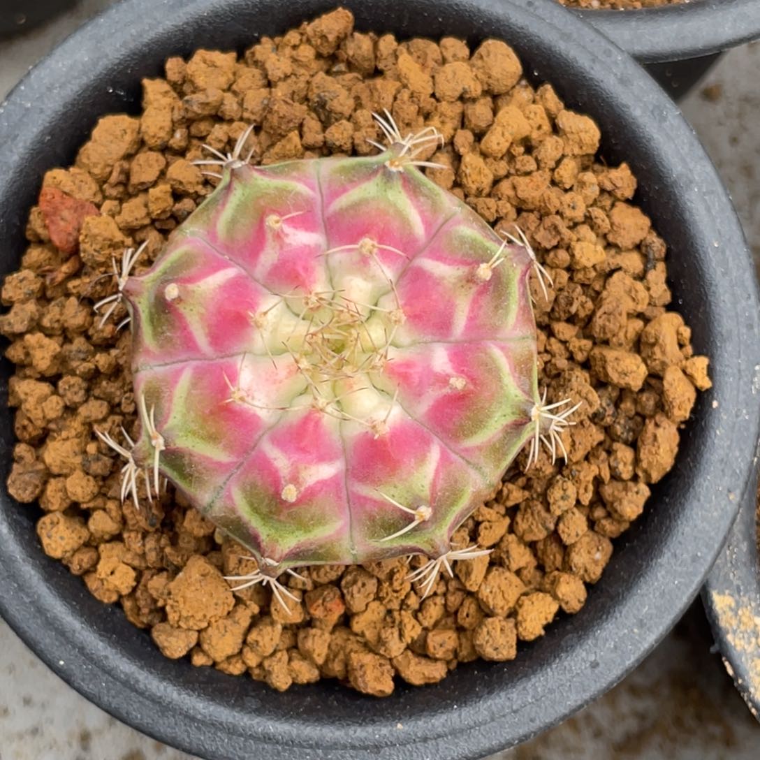 当前无花朵，栽培后可花朵白轮回