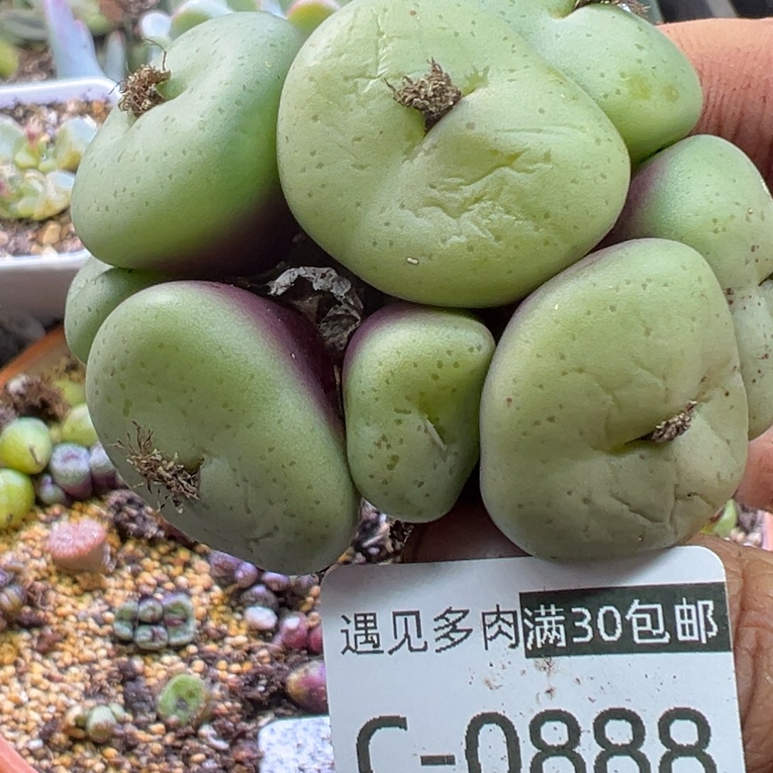 多肉植物111111111111111