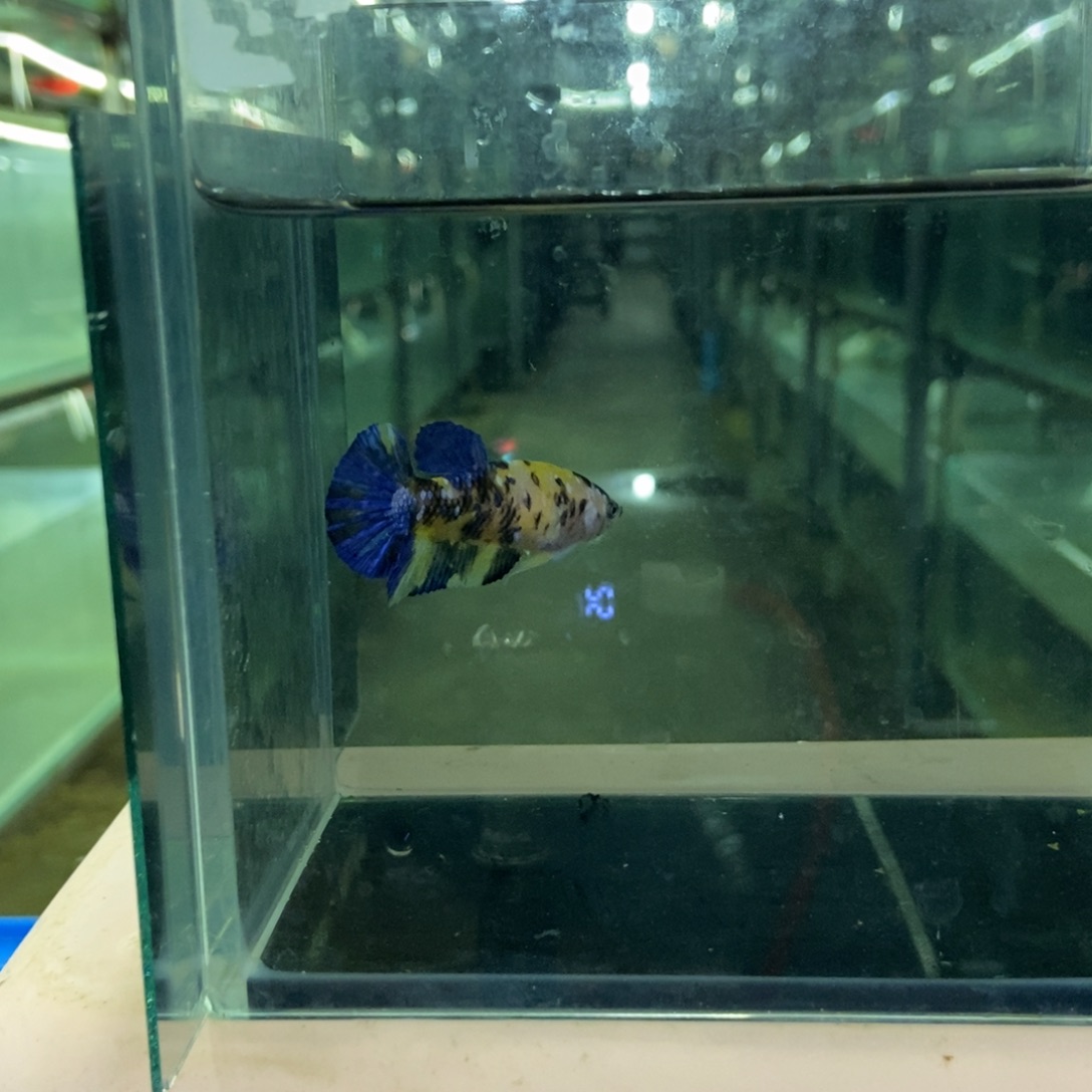 斗鱼包活不包损所见即所得144