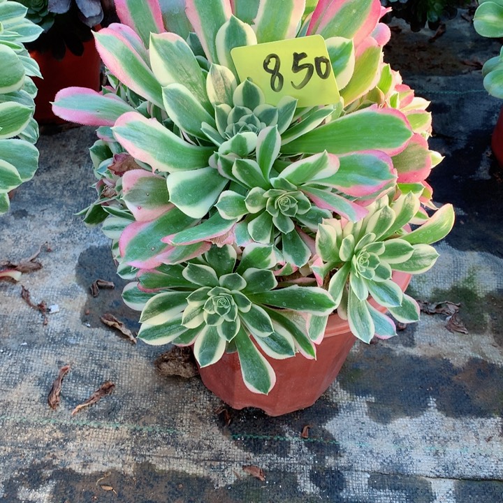 850白凤多肉一物一拍