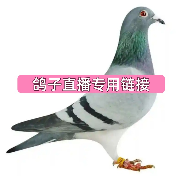 信鸽成绩鸽 公棚鸽 原环种鸽