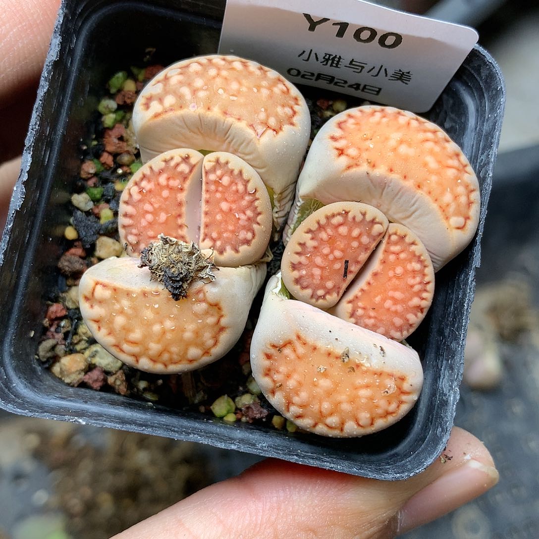 Y100多肉植物保护