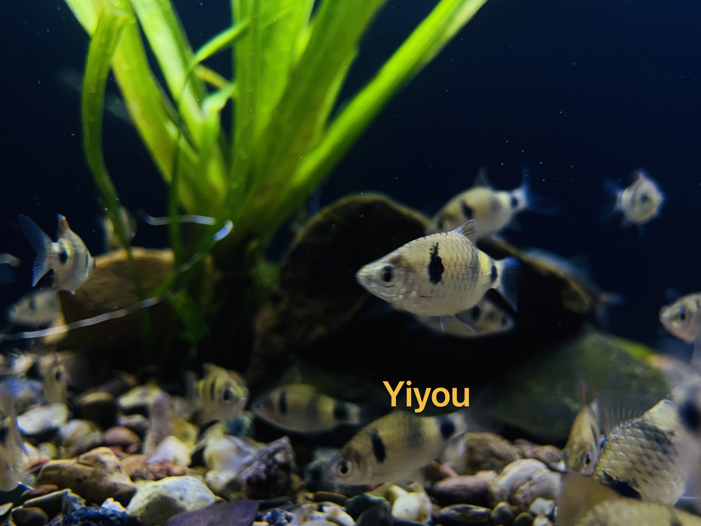 印度月光鲃红翅月光鲃藩王鱼入门食土鲷南美热带观赏鱼