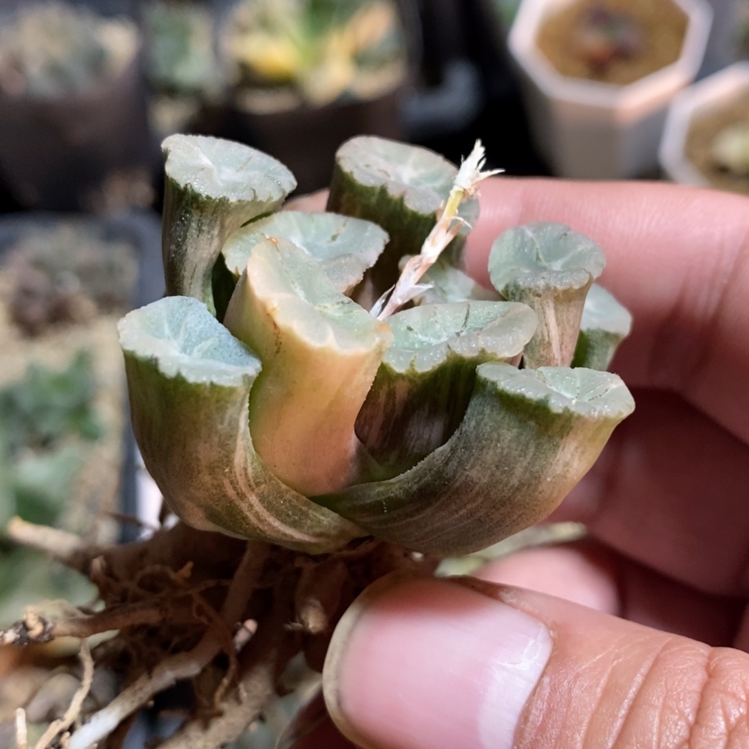 万象锦一颗 新年福利