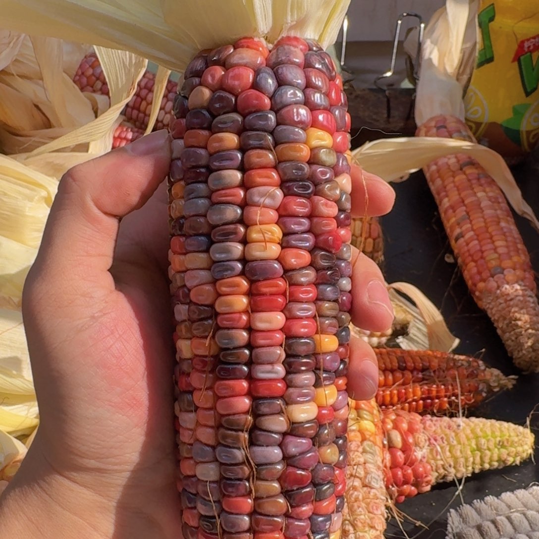 禄***店柏香籽/百香籽吊坠