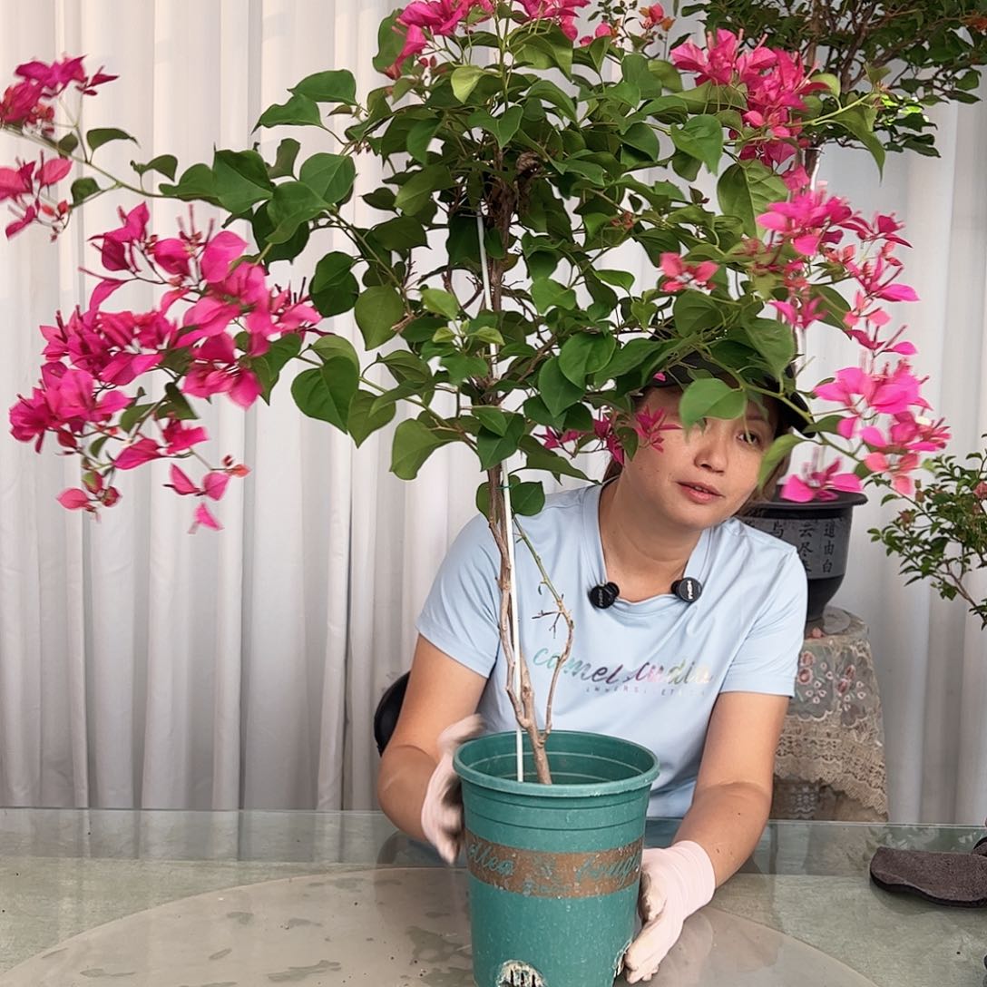 当前无花栽培后可以开花甜心带竹一棵