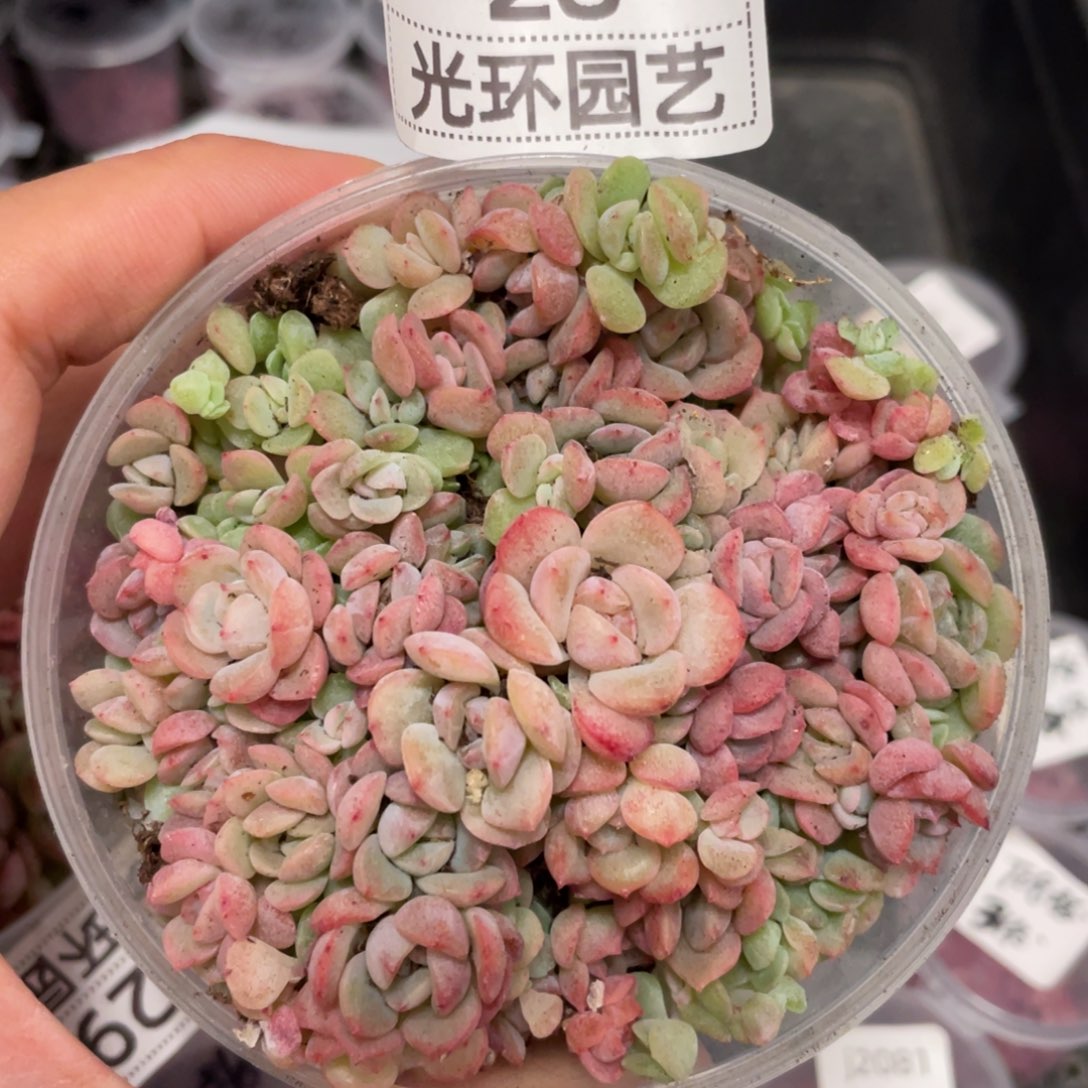 28胖宝宝播种切糕苗，超推荐，白心绿心黄心珍妮