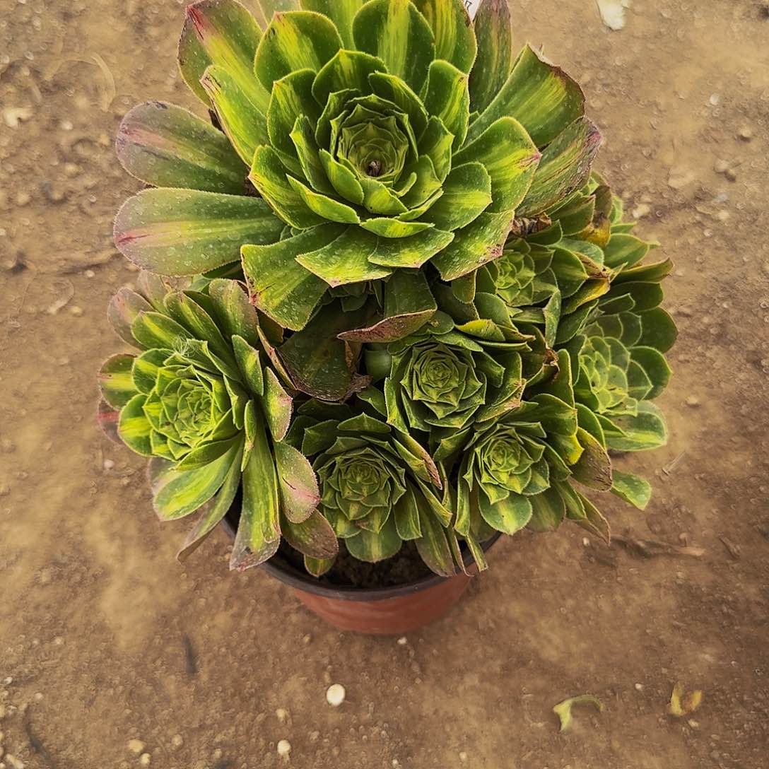 198翡翠琉璃多肉法师的