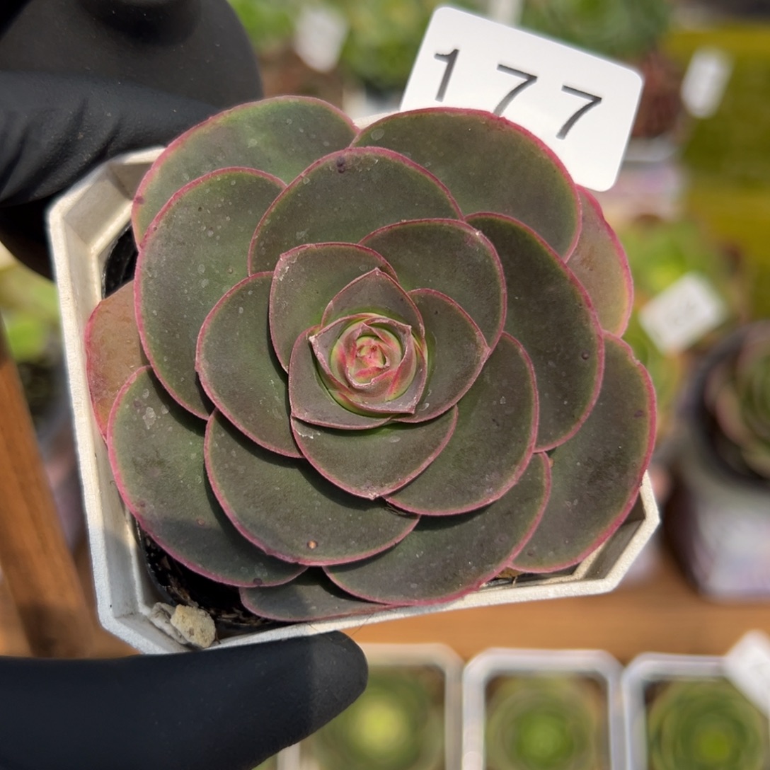 177帕系优选5厘米