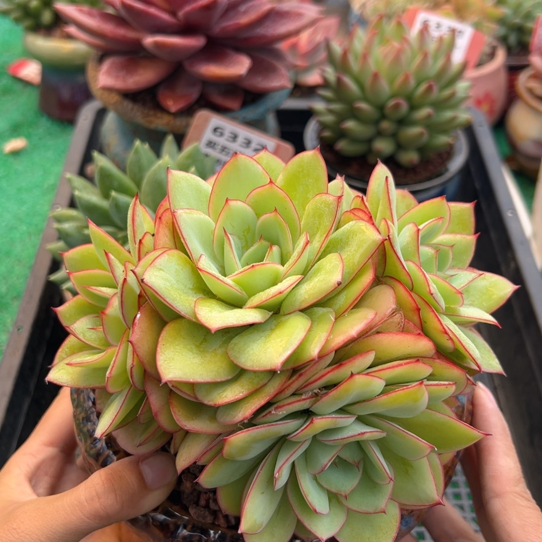 表妹精品多肉植物6333.