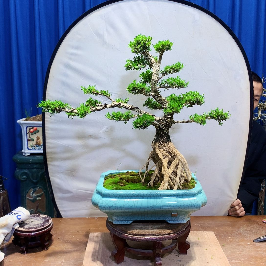 黄杨盆景一物一拍陈****5