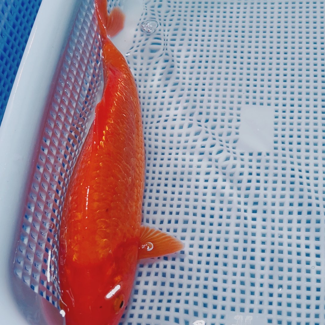 海水鱼锦鲤观赏鱼观赏鱼