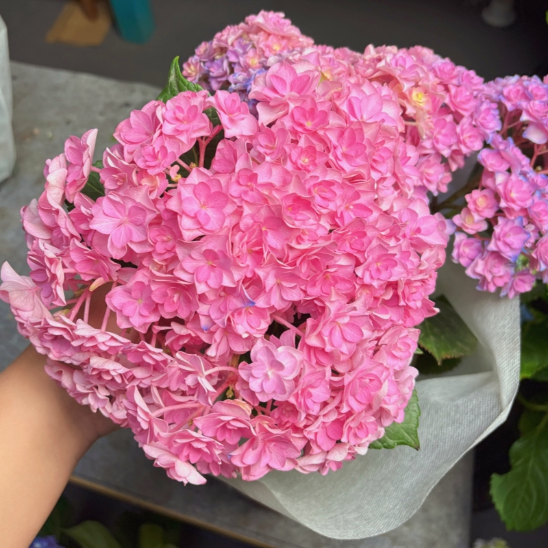 【椿屿专属】太阳神殿绣球花盆栽贝拉绣球室内外花卉花期长易成活