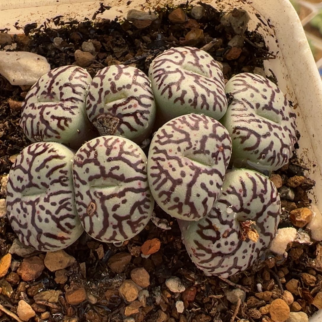 058多肉植物种类多样