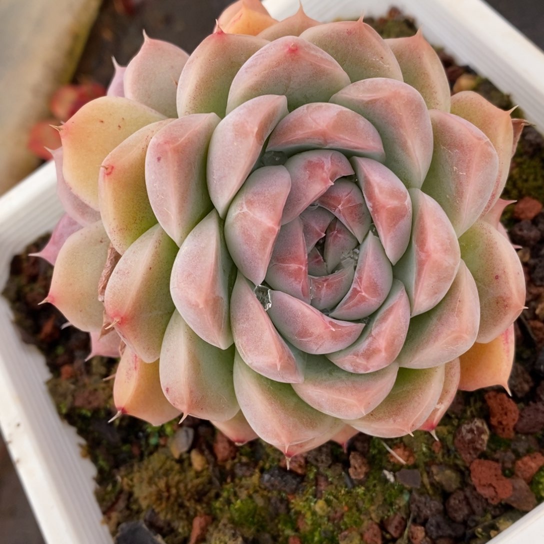 7587杂交多肉老桩