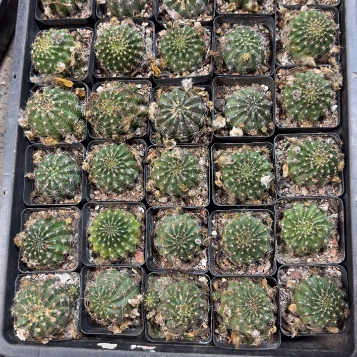 212丽花根3公分左右脱土发货伤斑，20包邮