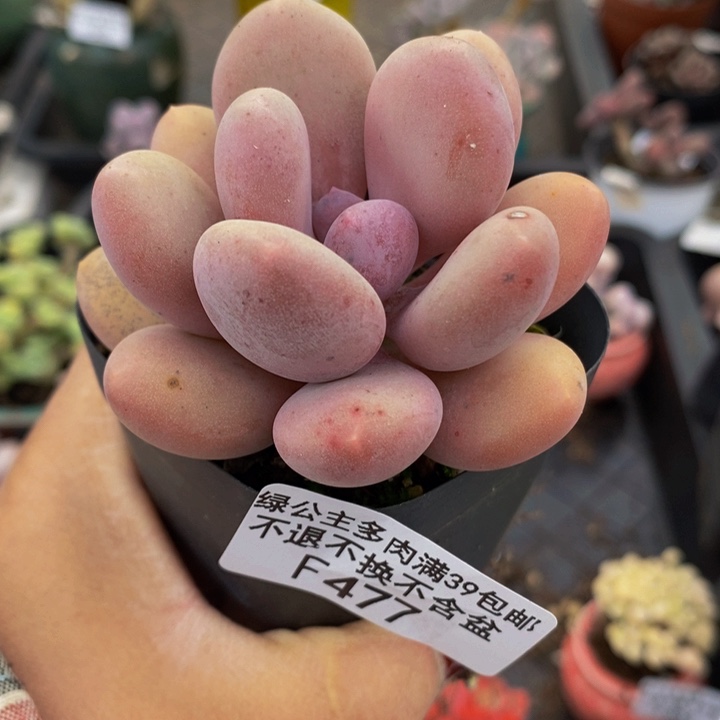 蛋黄奶单头477多肉植物