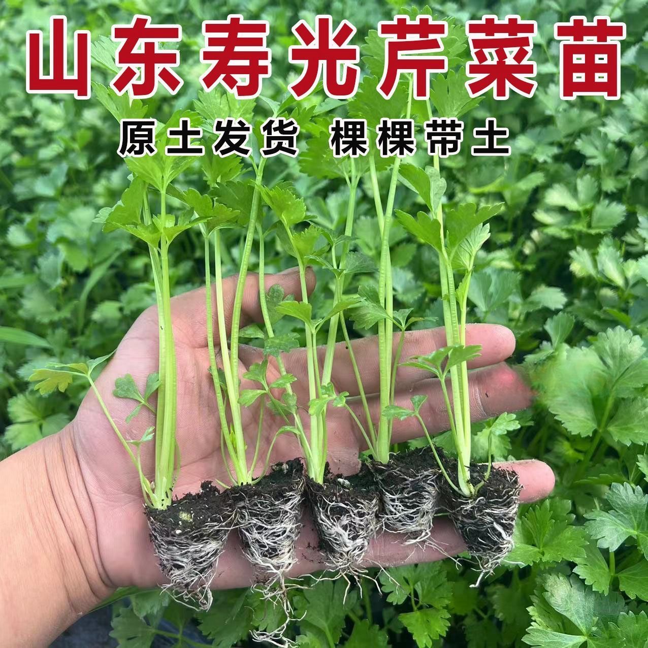 【山东寿光芹菜苗】皇后大西芹四季小香芹阳台盆栽小院种植