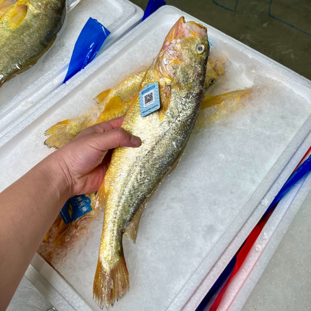 深海野化大黄鱼约1-1.5斤/条 深夜捕捞速冻 顺丰冷链